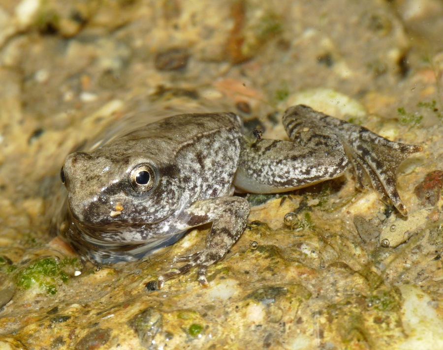 Chi è? Rana italica